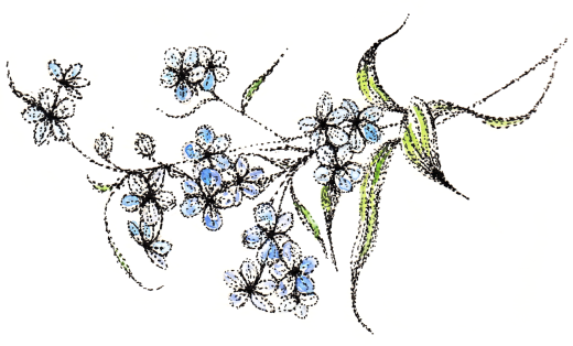 Forget-Me-Not Illustrations