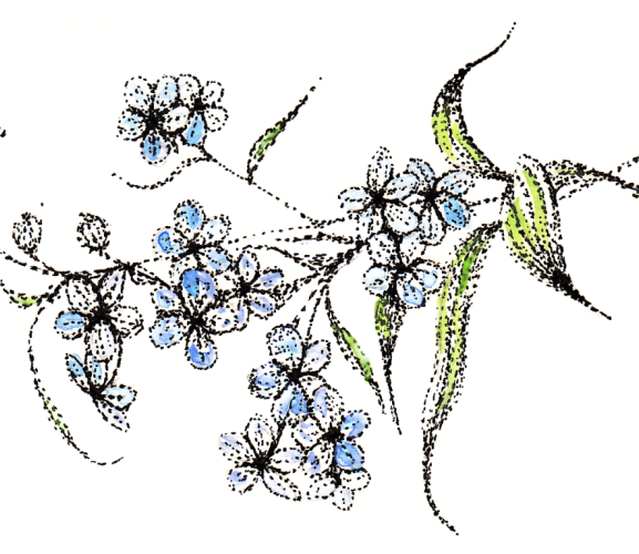 Forget-Me-Not Illustrations