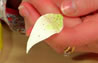How to make lily stamens and a plantil - part two