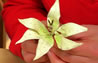 How to complete a sugarcrafted lily - part three