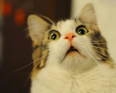 9 Cats Who Are Judging Your Craft Choices 9 Cats Who Are Judging Your Craft Choices