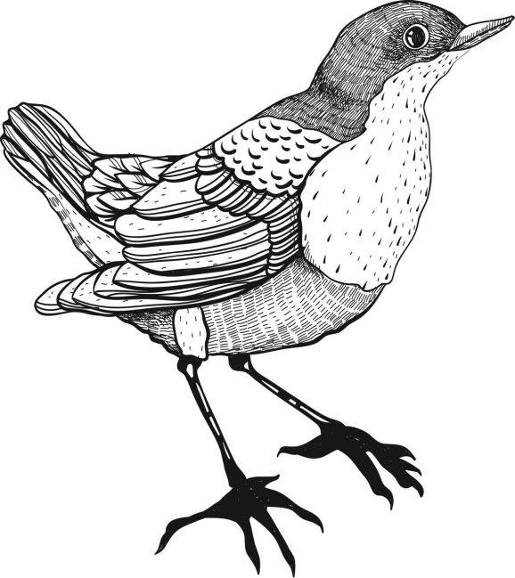 7 Amazing Animals To Colour In 7 Amazing Animals To Colour In