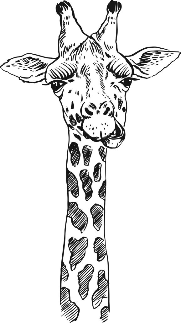 7 Amazing Animals To Colour In 7 Amazing Animals To Colour In