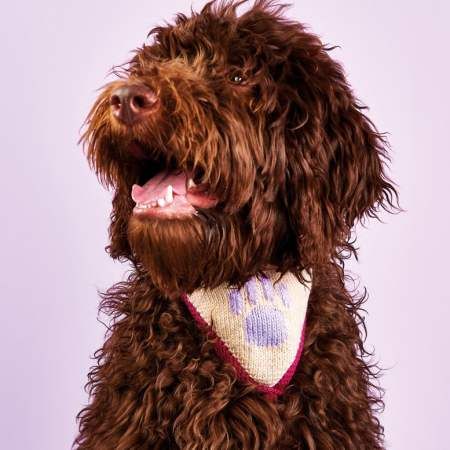 The Perfect Pet Crafts to Spoil Your Furry Friend The Perfect Pet Crafts to Spoil Your Furry Friend