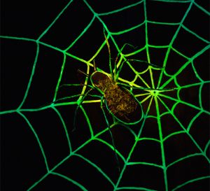 Glow in the Dark Spider Web Halloween Decoration