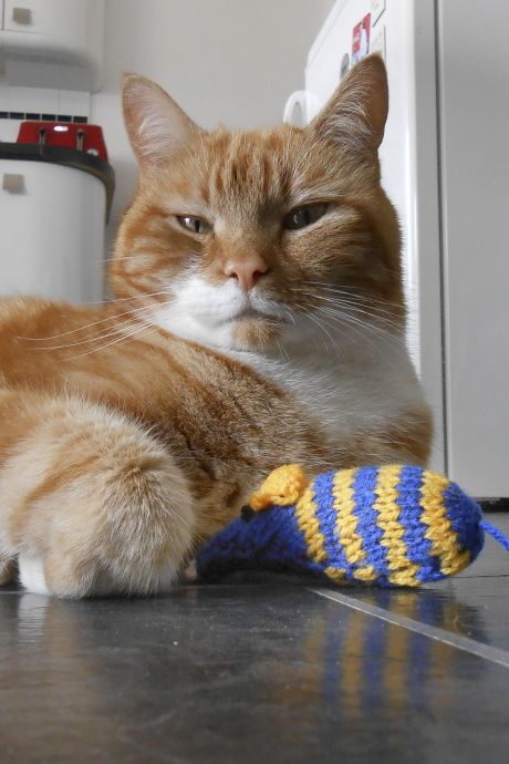 Cats Protection Cat Toy Cats Protection Cat Toy