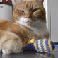 Cats Protection Cat Toy