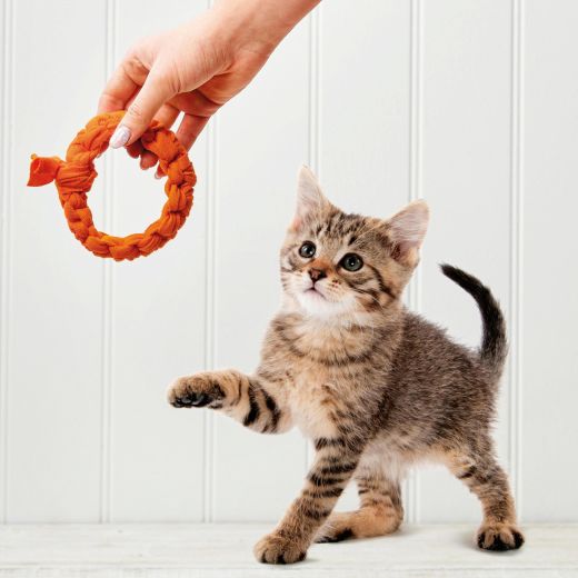 Dog and Cat Toys