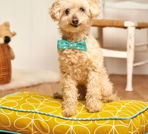 Stitched Dog Bed and Collar Set