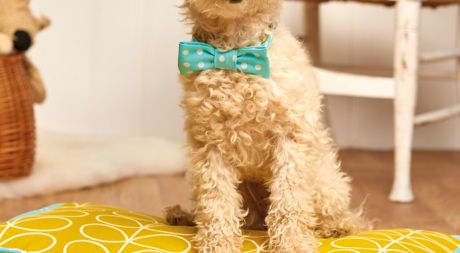 Stitched Dog Bed and Collar Set Stitched Dog Bed and Collar Set