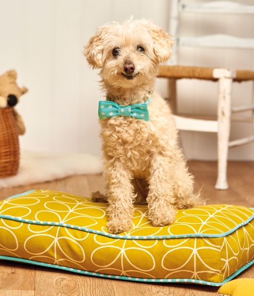 Stitched Dog Bed and Collar Set