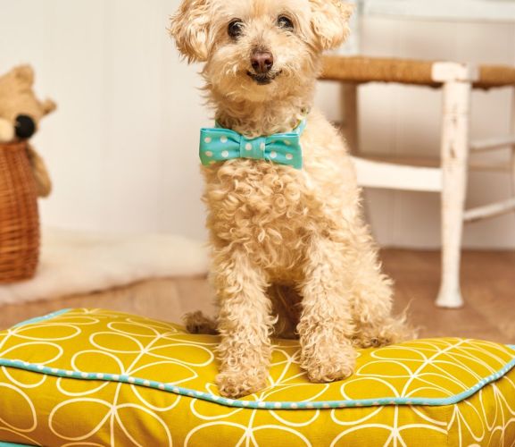 Stitched Dog Bed and Collar Set