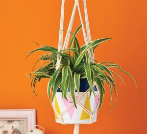 Create Your Own Painted Macramé Plant Hanger