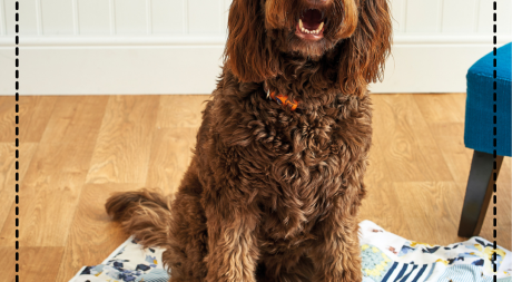 Make a Pet Blanket: Part One Make a Pet Blanket: Part One