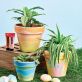 Paint Terracotta Pots