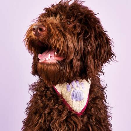 The Perfect Pet Crafts to Spoil Your Furry Friend