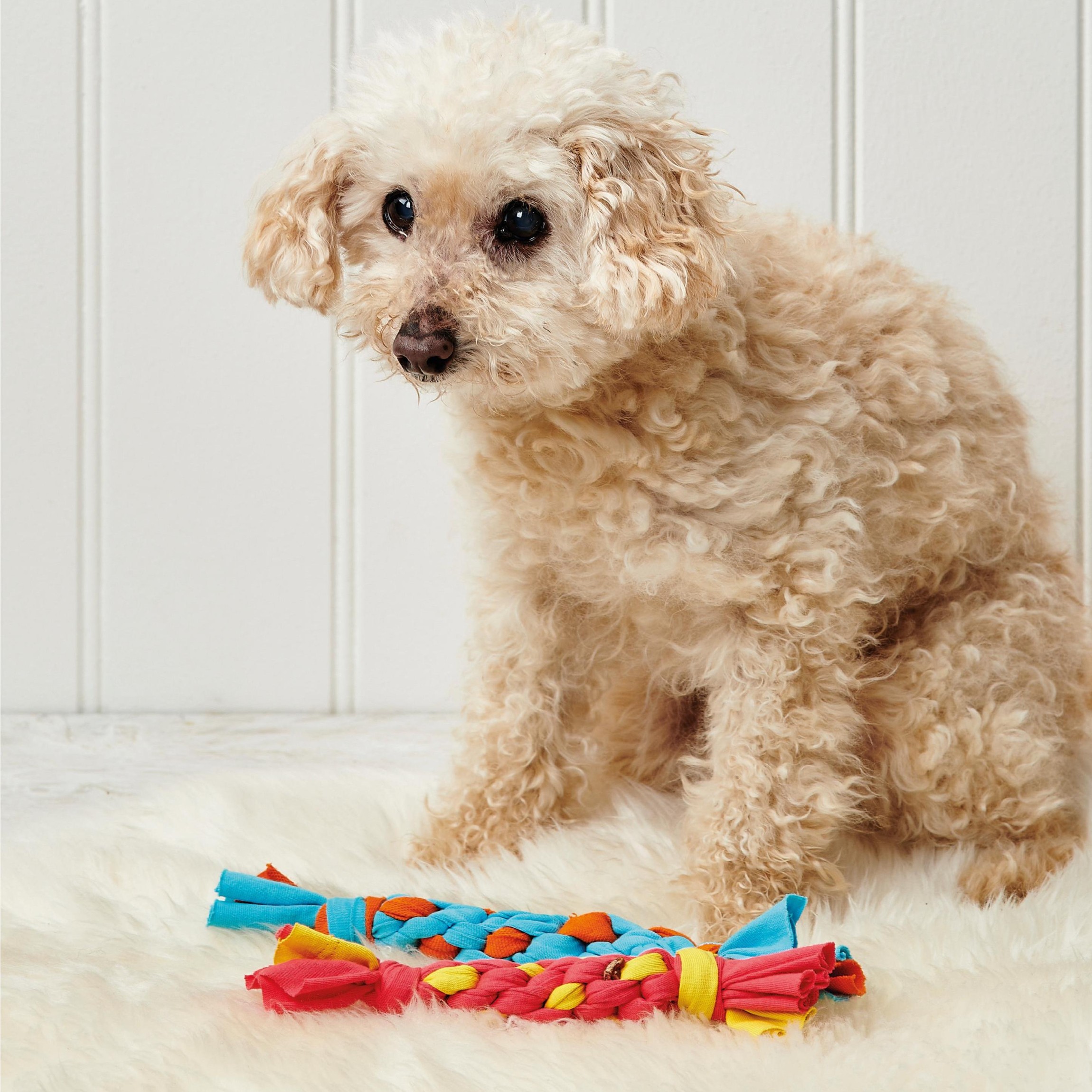 Dog and Cat Toys